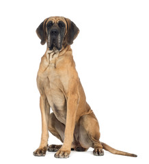 Great Dane, 4 years old, sitting in front of white background