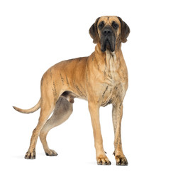 Side view of a Great Dane, 4 years old, in front of white background