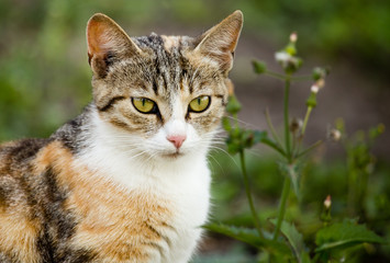 cat walking in the grass outdoors