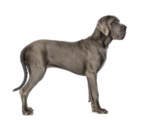 Side view of a Great Dane, 10 months old, in front of white background