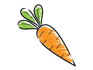Zeichnung: Möhre / Vektor, freigestellt