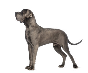 Side view of a Great Dane, 10 months old, looking up in front of white background