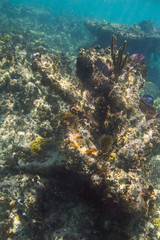 Fototapeta na wymiar Coral rock formation
