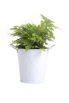 Green fern in small white tin bucket.