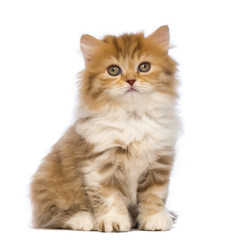 Naklejka na ściany i meble British Longhair kitten, 2 months old, sitting and looking at the camera in front of white background