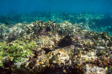 Naklejka na ściany i meble Coral reef close up