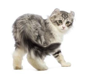 Rear view of an American Curl kitten, 3 weeks old, looking at the camera in front of white...