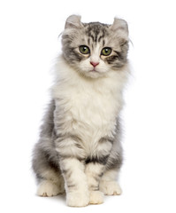 American Curl kitten, 3 months old, sitting and looking at the camera in front of white background