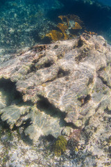 Dead coral reef
