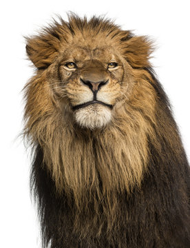 Close-up of a Lion, Panthera Leo, 10 years old, isolated on white