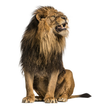 Lion sitting, roaring, Panthera Leo, 10 years old, isolated on white © Eric Isselée