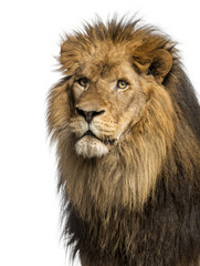 Obraz premium Zbliżenie lwa, Panthera Leo, 10 lat, na białym tle