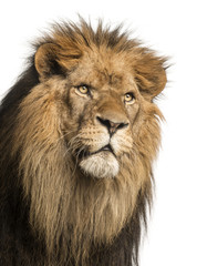 Gros plan d& 39 un Lion, Panthera Leo, 10 ans, isolé sur blanc