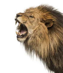 Papier Peint photo autocollant Lion Close-up of a Lion rugissant profil, Panthera Leo, 10 ans, isolé sur blanc