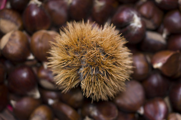 chestnut composition spiked shell