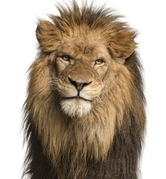 Close-up of a Lion facing, Panthera Leo, 10 years old, isolated on white