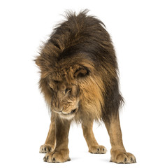 Obraz premium Lion standing, looking down, Panthera Leo, 10 years old, isolate