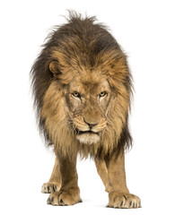 Fototapeta premium Lew stojący, patrzący w dół, Panthera Leo, 10 lat, izoluj