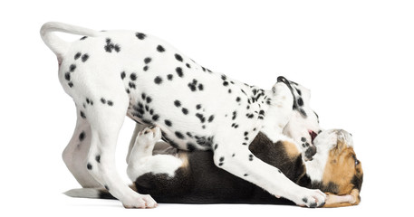 Dalmatian and Beagles puppies playing together, isolated on white
