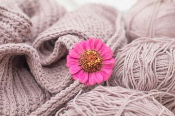 Creamy Gentle Tones Cozy Cotton Wool Skeins Clews Balls Yarn White Basket. Natural Knitting Background Pink Flower Decor. Cosiness Concept Rustic Vintage