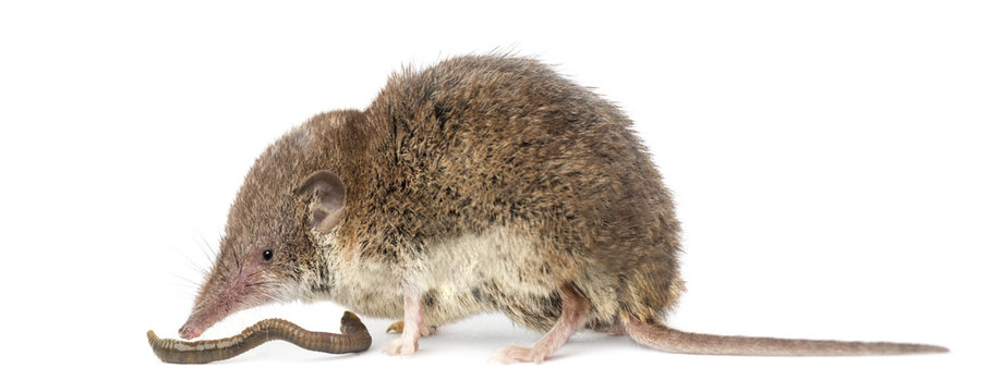 White-toothed shrew eating an earthworm, isolated on white