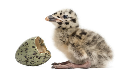 Gull or Seagull with hatched egg, 2 days, isolated on white