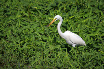 Fototapeta premium Image of Great Egret(Ardea alba) eating fish on the natural background. Heron, White Birds, Animal.