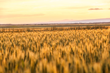 wheat field in Xinjiang,China