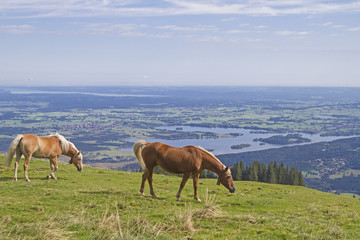 Fototapeta premium Pferdesommer auf dem Hörnle