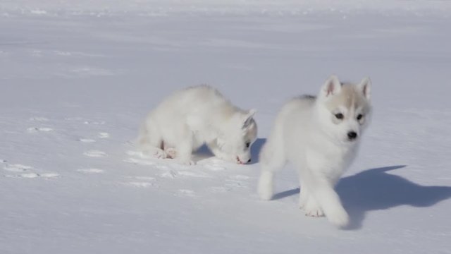 Siberian Husky Puppies play on snow for the first time.