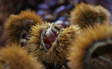 chestnut in a shell