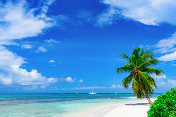Naklejka na ściany i meble resort beach palm tree sea