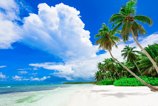 resort beach palm tree sea