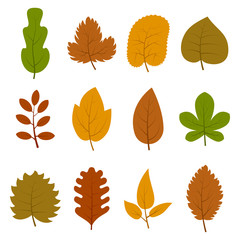 Set of twelve different autumn leaves isolated on white background. Vector illustration. 
