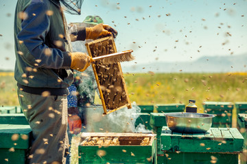 Beekeepers collect honey
