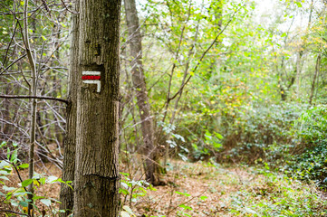 Red and white direction sign painted on a tree trunk on a long distance hiking trail in a french forest.