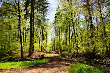 hellgrüner Laubwald im Frühling mit Waldweg
