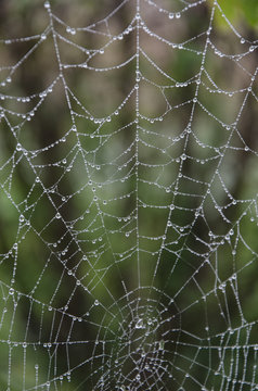 Cobweb wetted by morning dew
