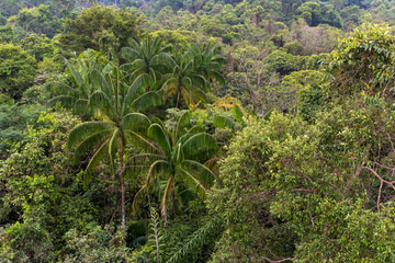 Fototapeta na wymiar View of a dense tropical forest.