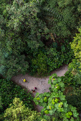 View from high to a path in the forest. Macritchie reservoir park Singapore - 179698245