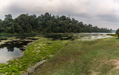 Fototapeta na wymiar Swamp. Macritchie reservoir park Singapore.