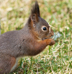 Red squirrel (Sciurus vulgaris).