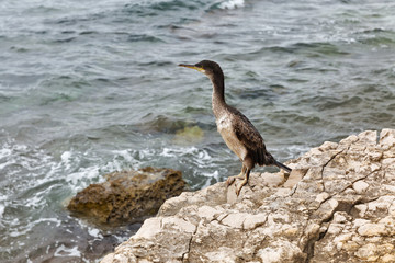 Great Cormorant Bird in Istria, Croatia