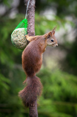Red squirrel (Sciurus vulgaris).