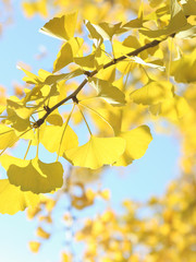 イチョウ　黄葉