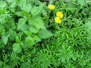 Interesting abstract floral background of three plants geometrically divided into areas. Galium...