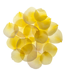 fondo de pétalos de flor