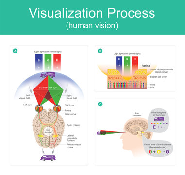 Visualization Process human vision.