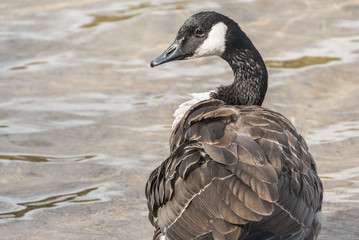 Canadian goose at the beach