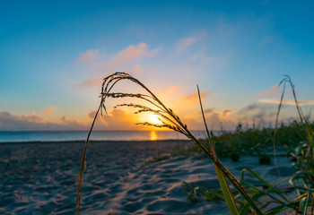 close up of sea grass growing on a sand dune with morning sky in the background
